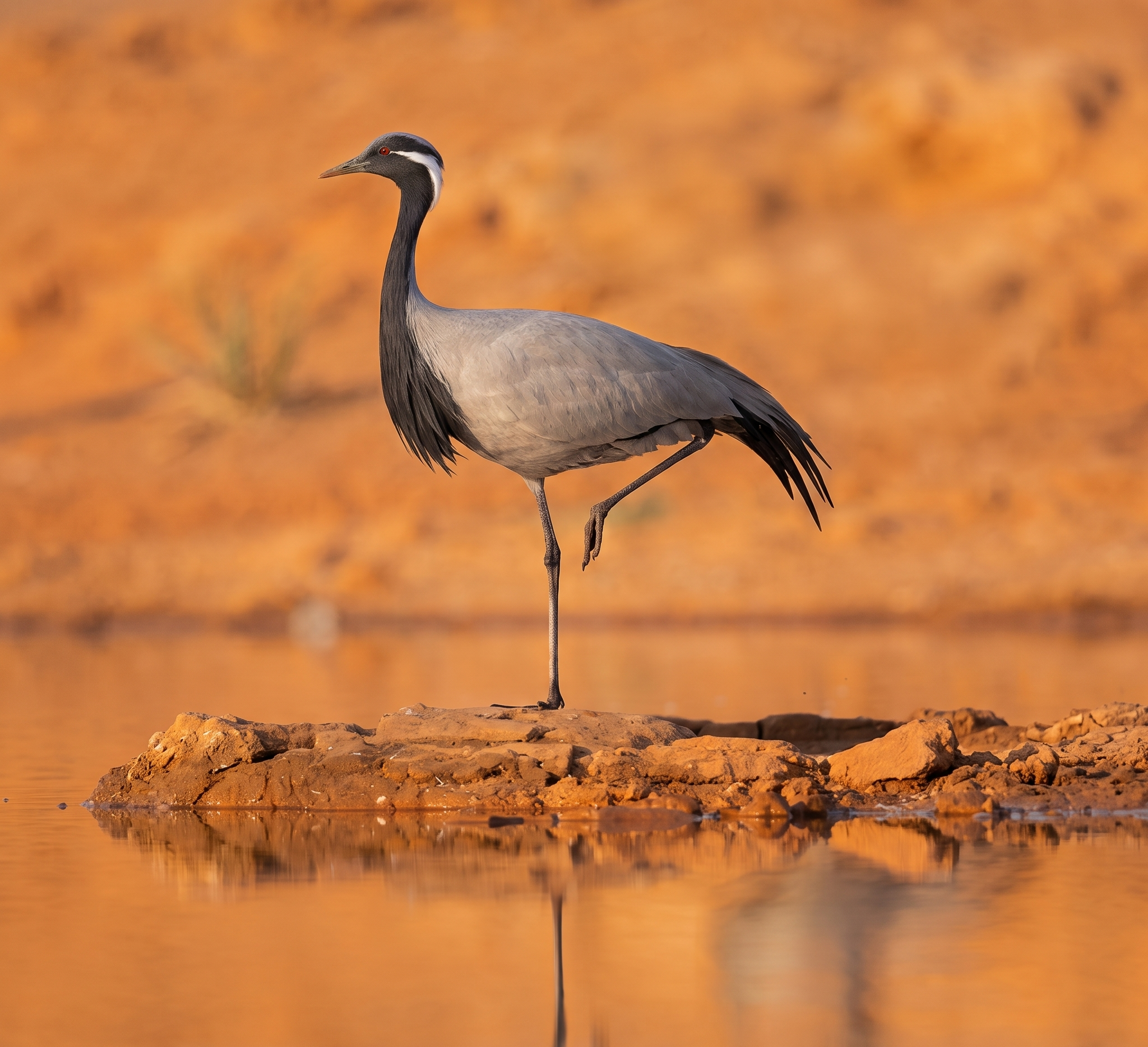 Demoiselle crane visual